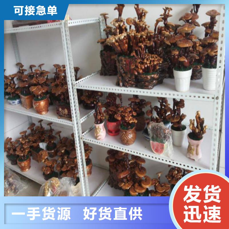 灵芝盆栽合作共赢匠心工艺