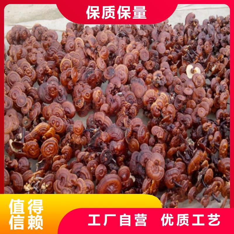 
灵芝孢子粉设计厂家当地生产厂家