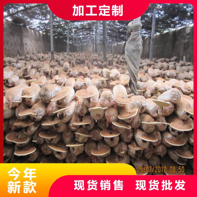 
孢子灵芝性价比高按需定制真材实料