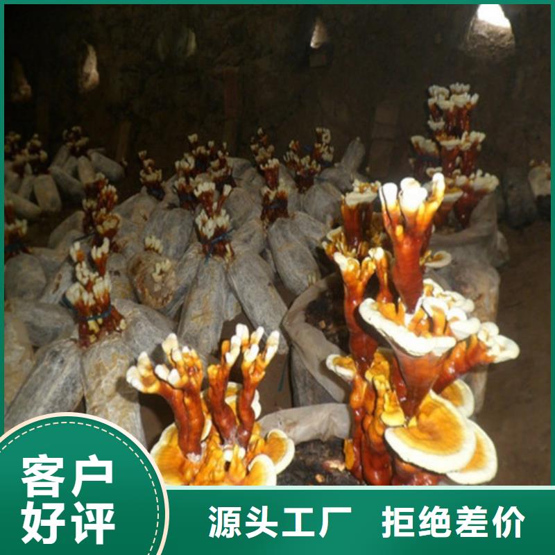 
灵芝粉
多年老厂家按需定制
