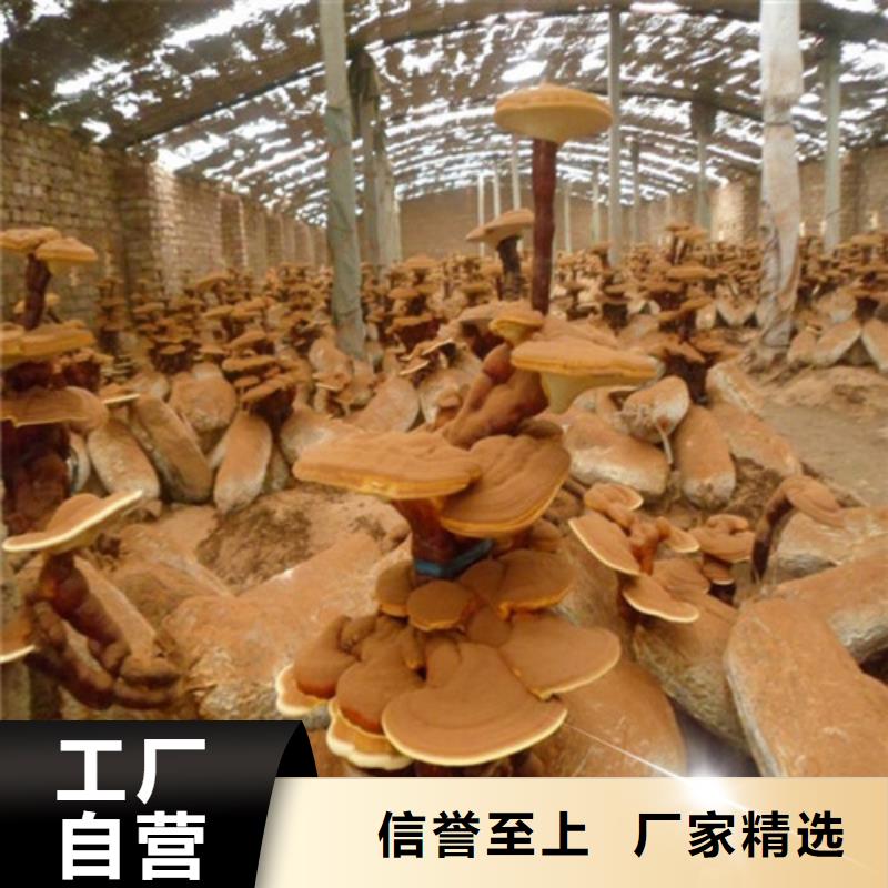 厂家批发
灵芝粉_
灵芝粉当地生产商