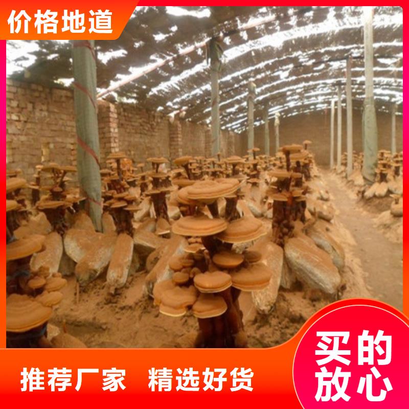 常年供应
灵芝粉-放心发货迅速
