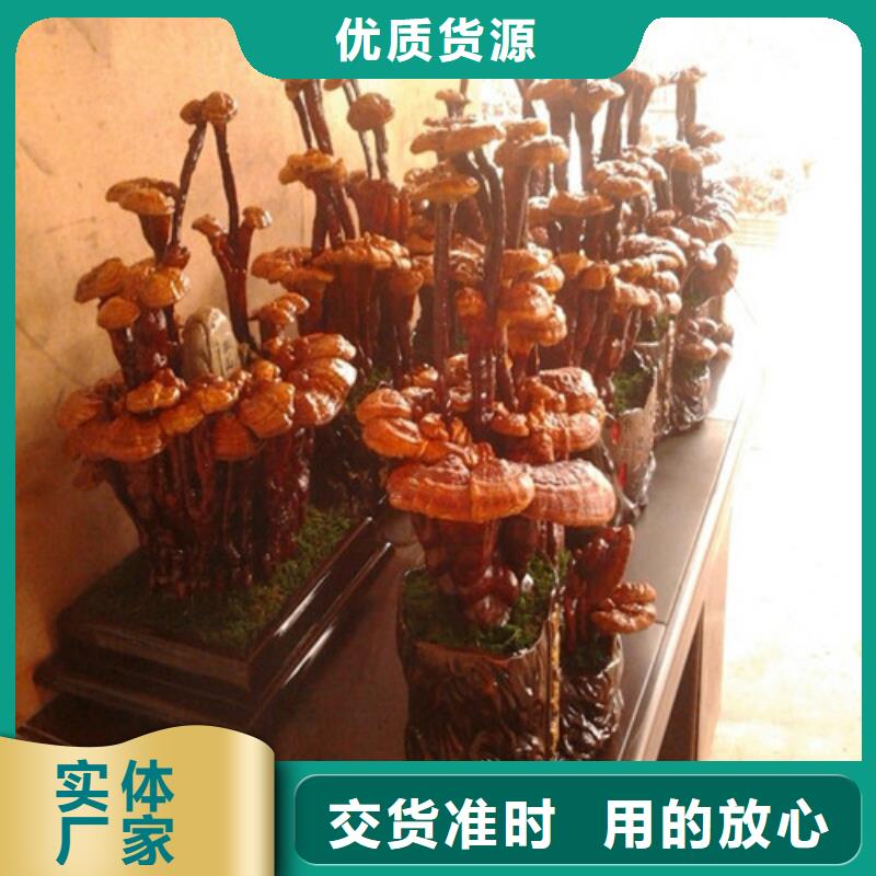 破壁灵芝孢子粉厂家热线现货快速采购