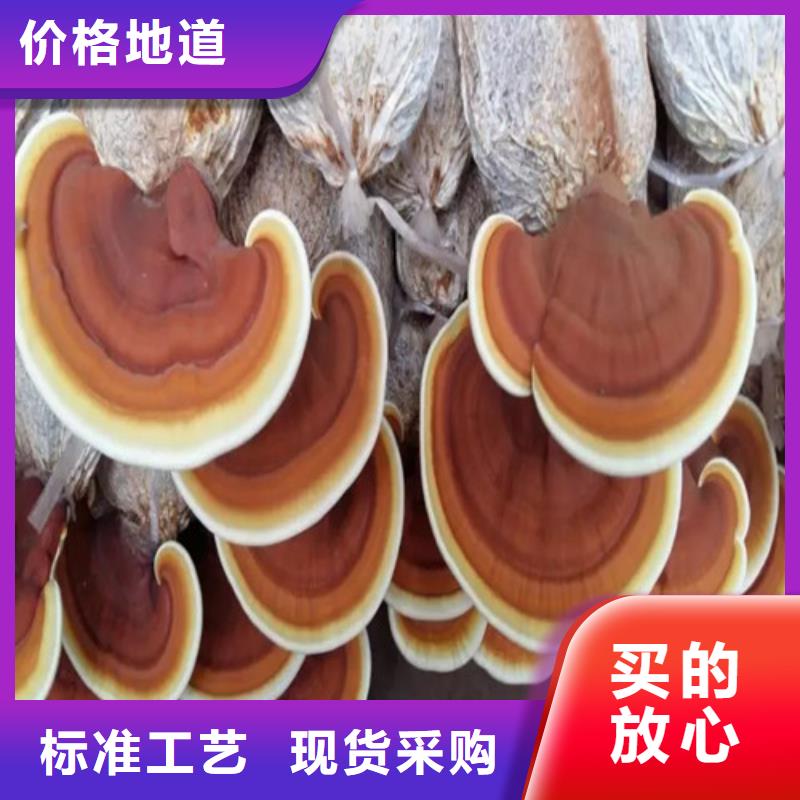 
灵芝超细粉批发采购实力商家
