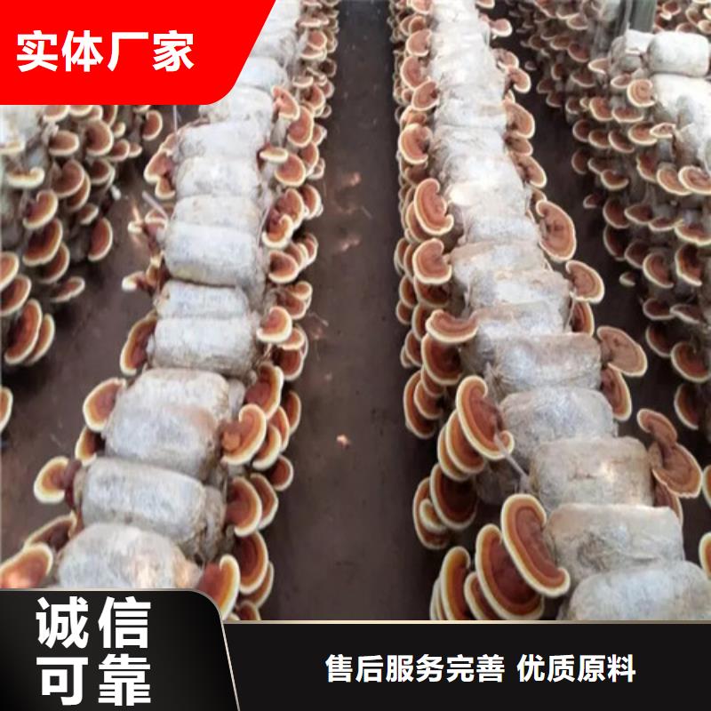 现货供应
灵芝粉_实力厂家专业厂家