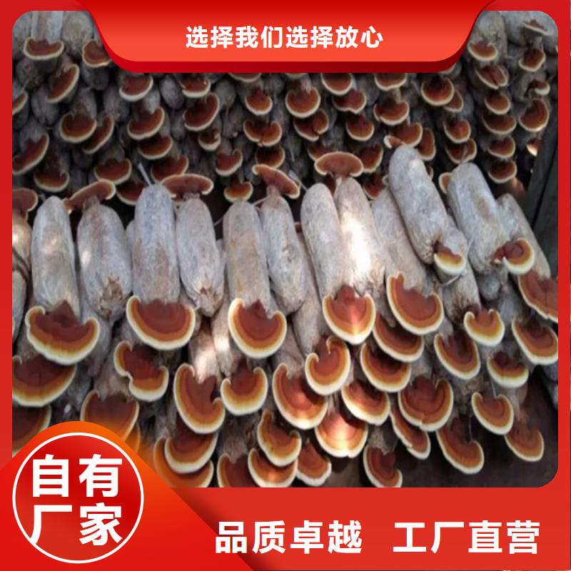 破壁灵芝粉优势特点本地生产商