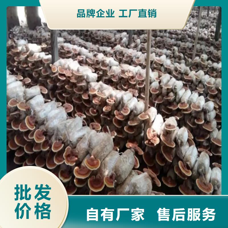 灵芝超微粉
原厂同城供应商