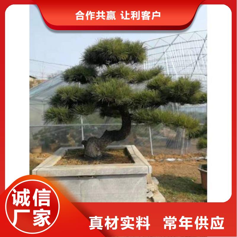 造型景松质优价廉本地厂家