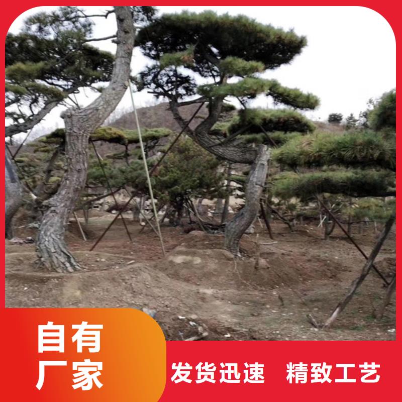 供应批发造型黑松-口碑好用心做产品
