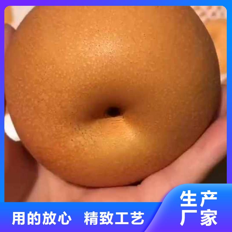 秋月梨苗一亩地种植利润款式多样