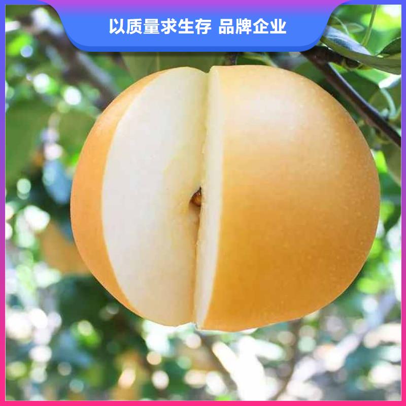 秋月梨树苗产地价格一对一为您服务