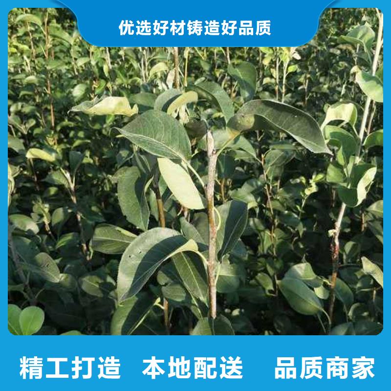 秋月梨苗哪里的数量大货源报价