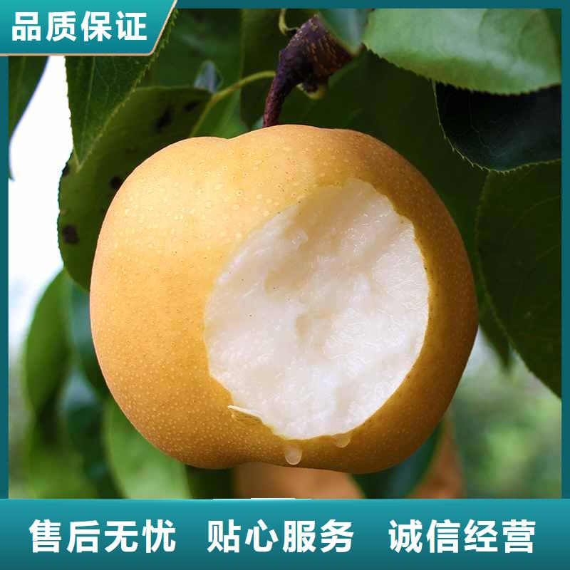 秋月梨树苗品种大全现货实拍