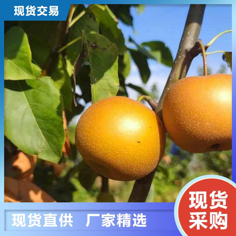 秋月梨苗种植方法同城生产厂家