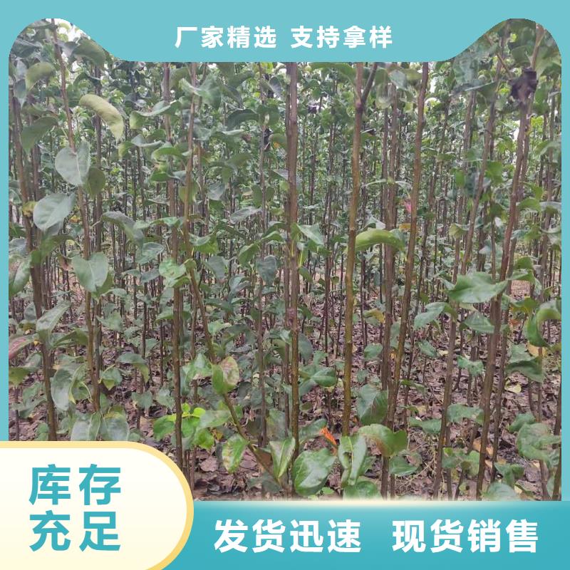 秋月梨种植苗种植方法及时间按需定制