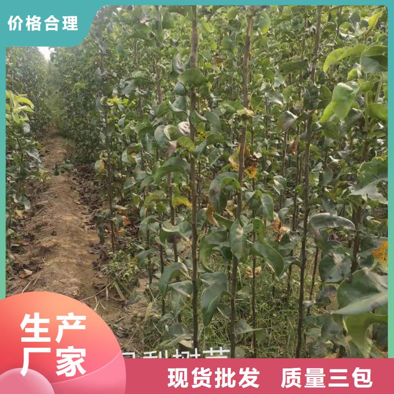 秋月梨树苗求购品质值得信赖
