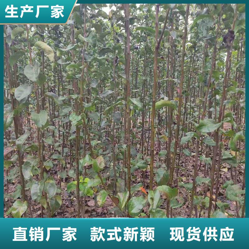 秋月梨种植苗种植方法同城公司