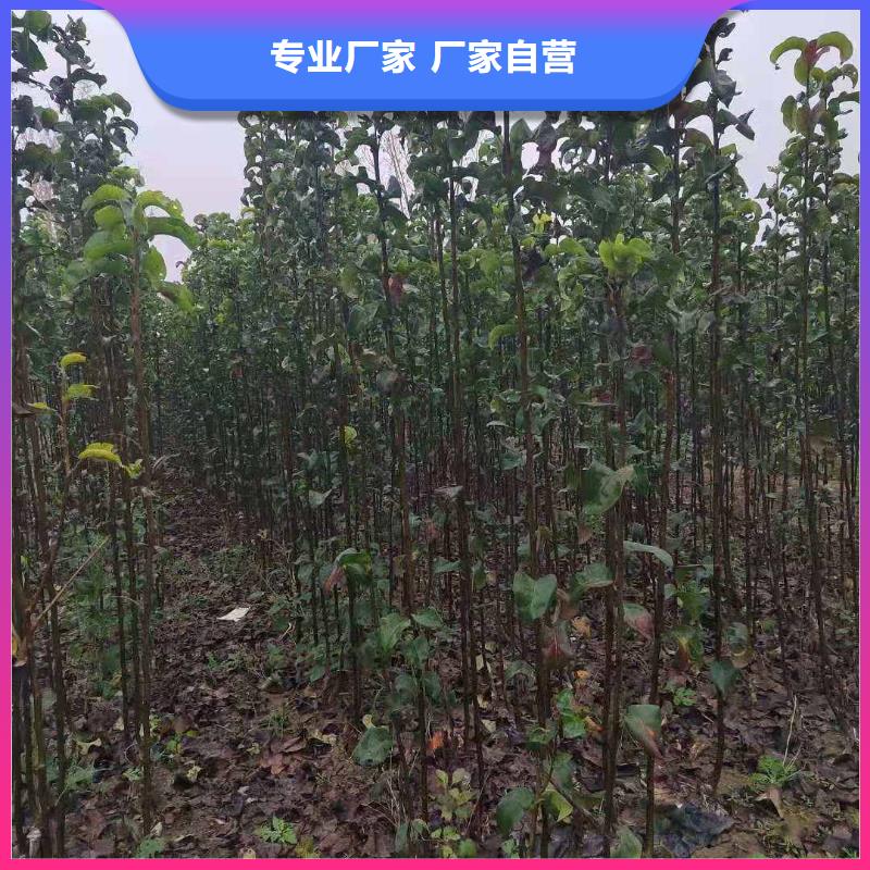 秋月梨种植苗几年结果厂家十分靠谱