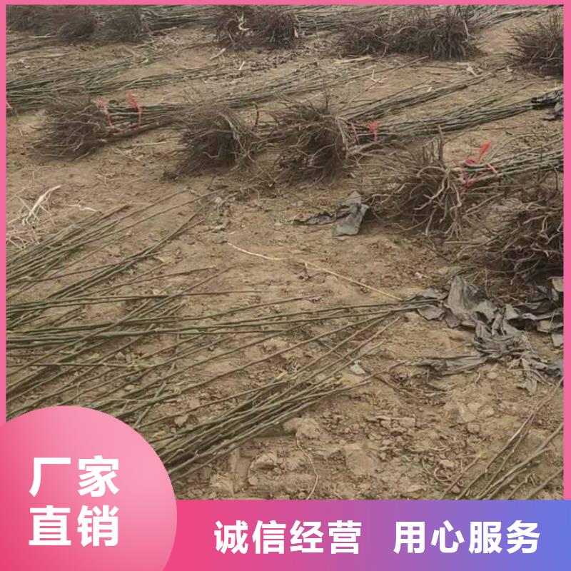 秋月梨种植苗怎么买同城制造商
