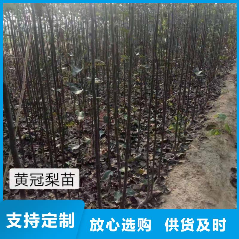 秋月梨树苗原产地做工细致