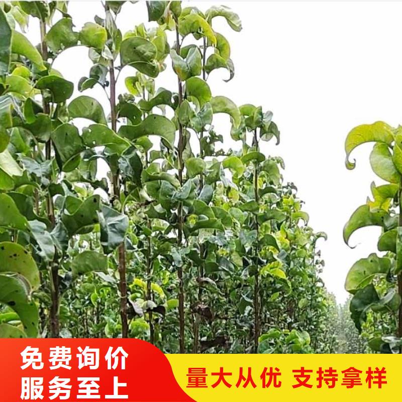 秋月梨树苗哪里的价格低厂家实力大
