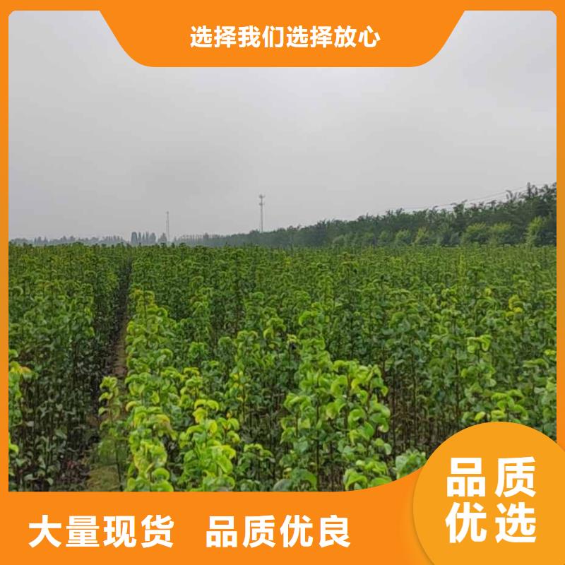 秋月梨苗生产基地打造好品质