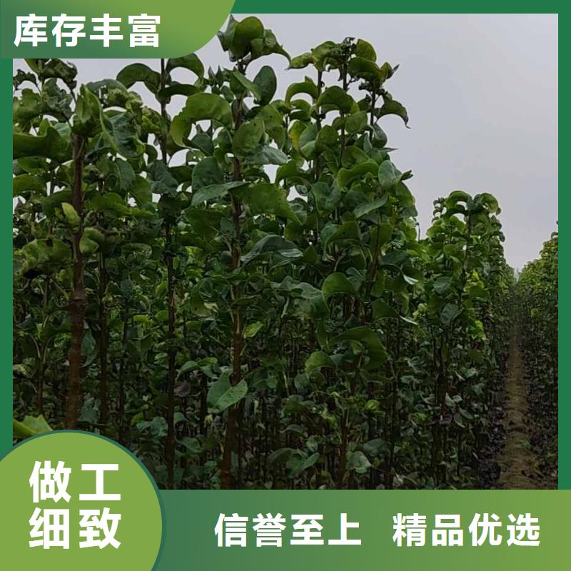 秋月梨苗求购技术先进