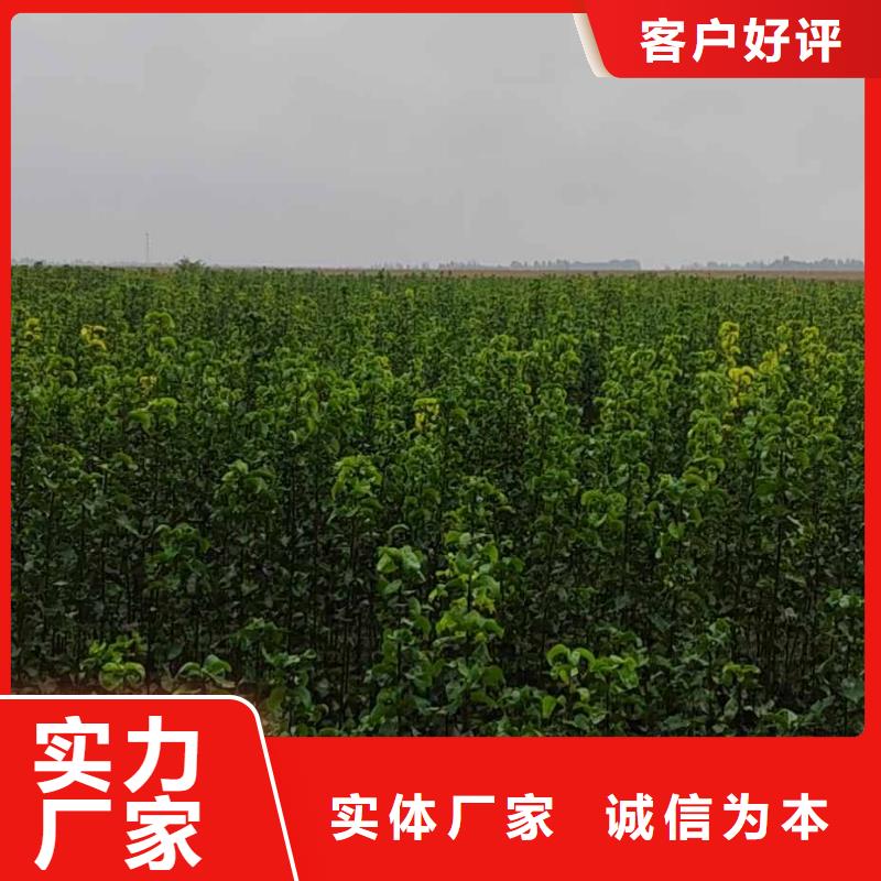 秋月梨种植苗哪里的数量大同城公司