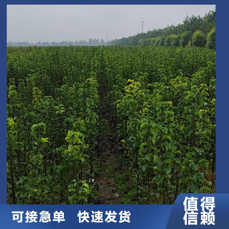 秋月梨苗哪里的品种纯实力雄厚品质保障