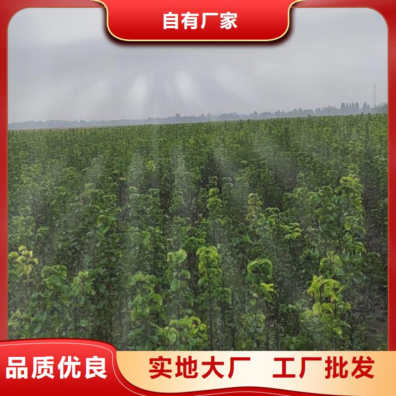秋月梨种植苗批发多少钱设计合理