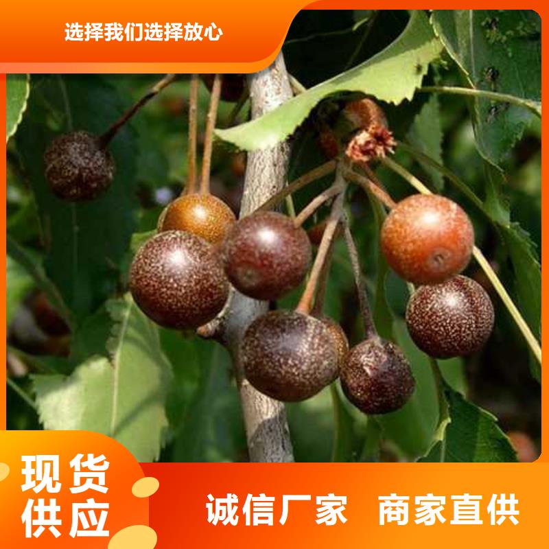 杜梨小苗原产地按需定制