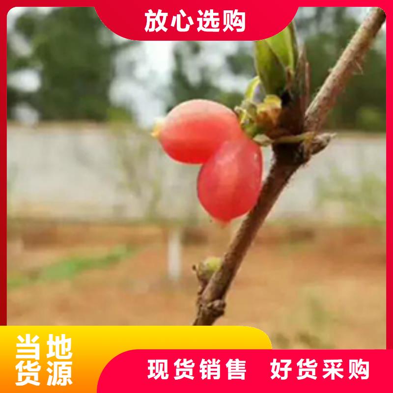 杈杷果树苗质优价廉品质优良
