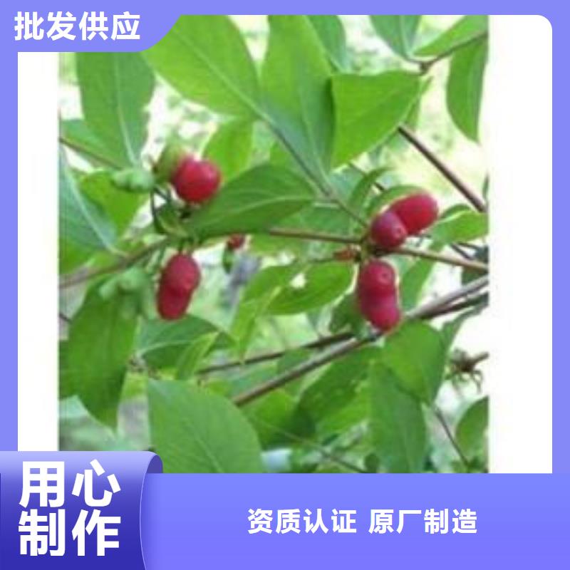 爱情果苗怎么卖本地货源