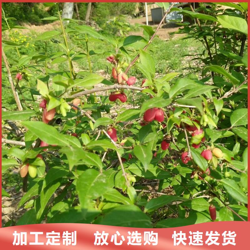 爱情果苗规格当地公司