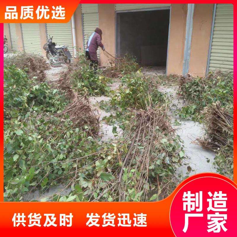 ​相思果苗怎么卖批发零售专业信赖厂家