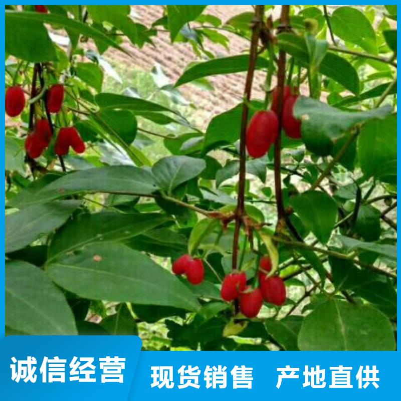 鸳鸯果苗量多优惠厂家新品