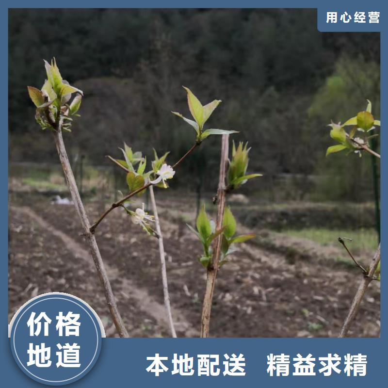 爱情果苗种植基地符合行业标准