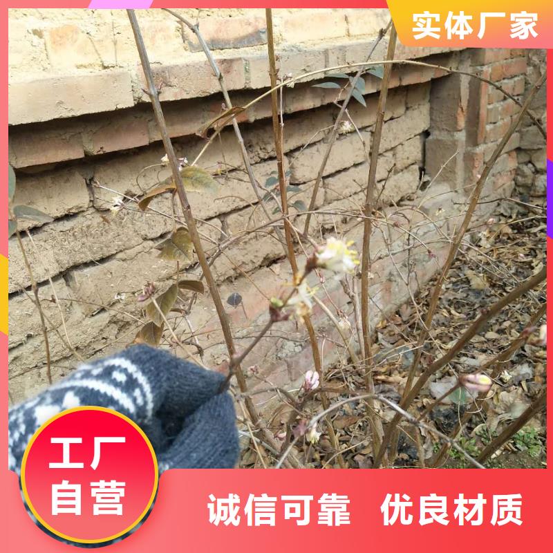 爱情果苗规格有实力有经验