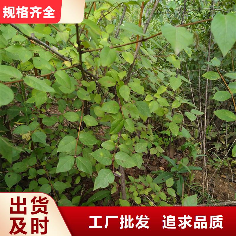 杈杷果苗现挖苗现发货本地服务商