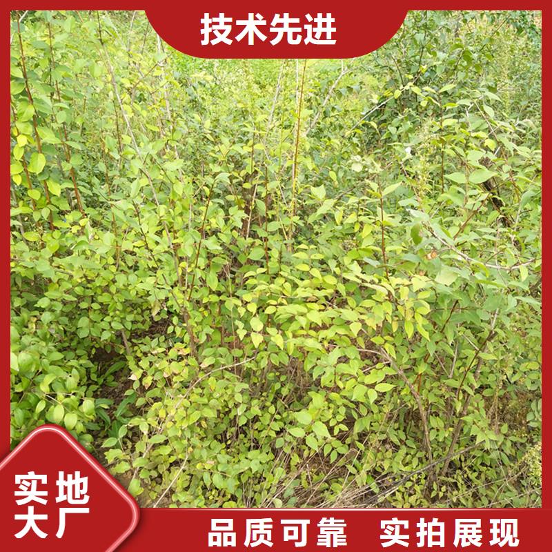 鸳鸯果苗一亩地栽多少棵厂家