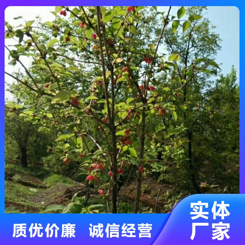 杈杷果树苗规格当地生产商