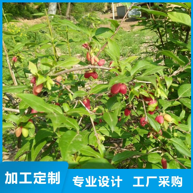 爱情果苗欢迎咨询发货迅速