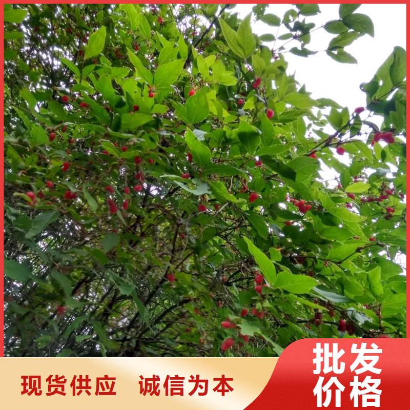 杈杷果苗现挖苗现发货厂家直销售后完善