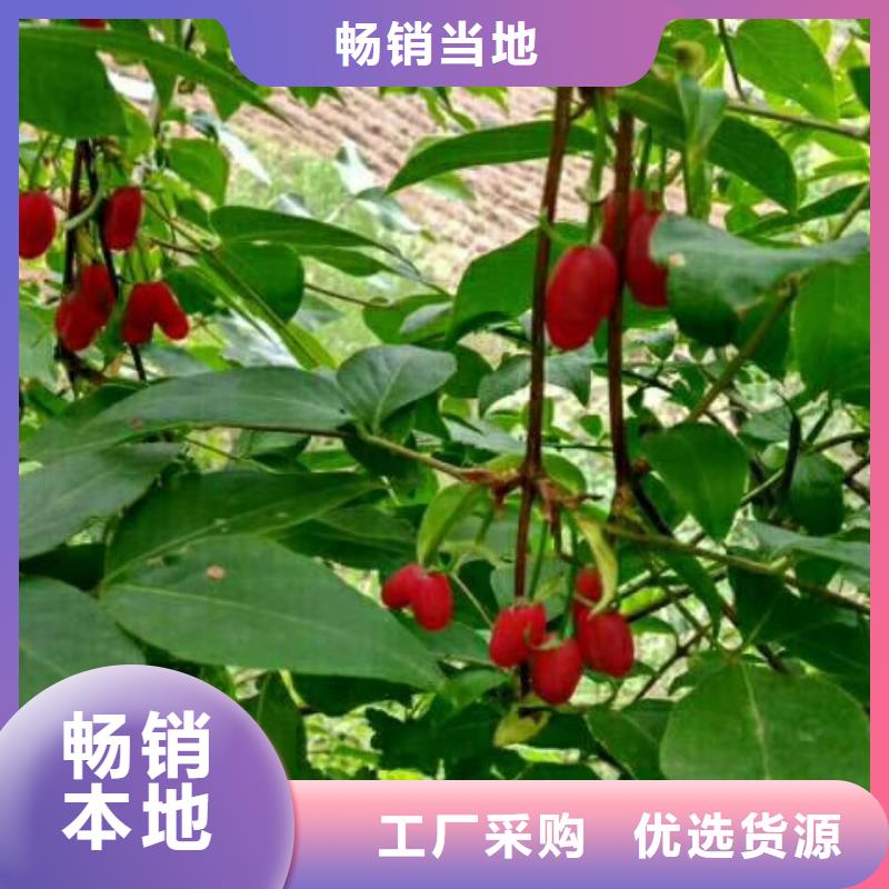 相思果苗当年结果树长期供应