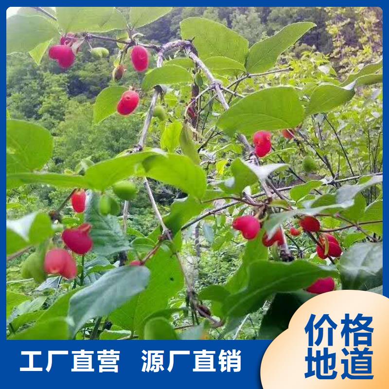 鸳鸯果苗采摘园质量上乘
