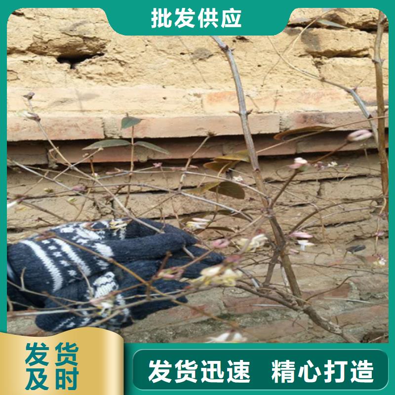 爱情果苗经济效益材质实在