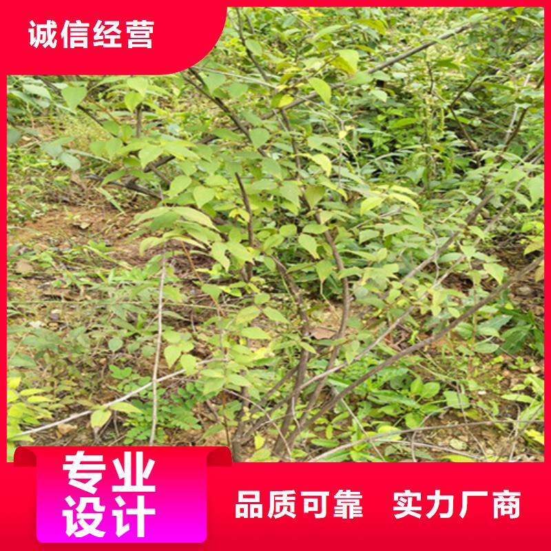 鸳鸯果苗批发价格厂家经验丰富