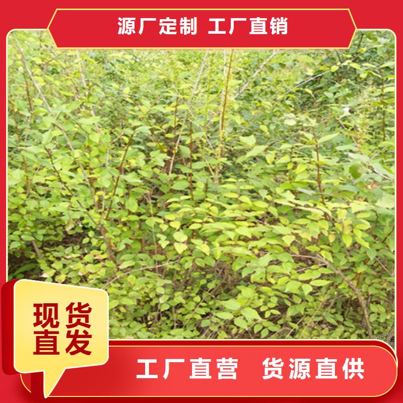 鸳鸯果苗批发本地品牌