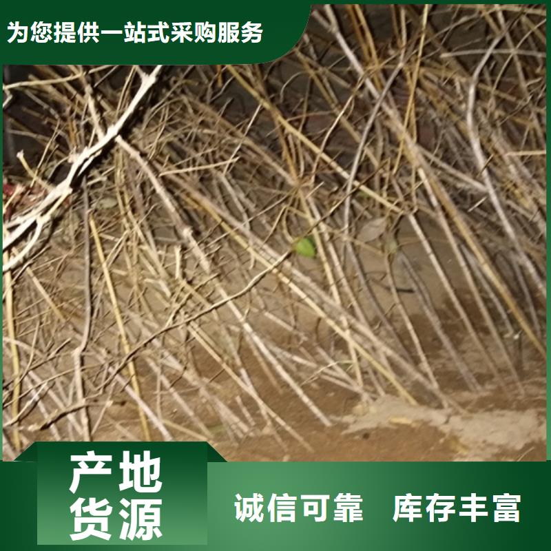 相思果苗经济效益发货迅速
