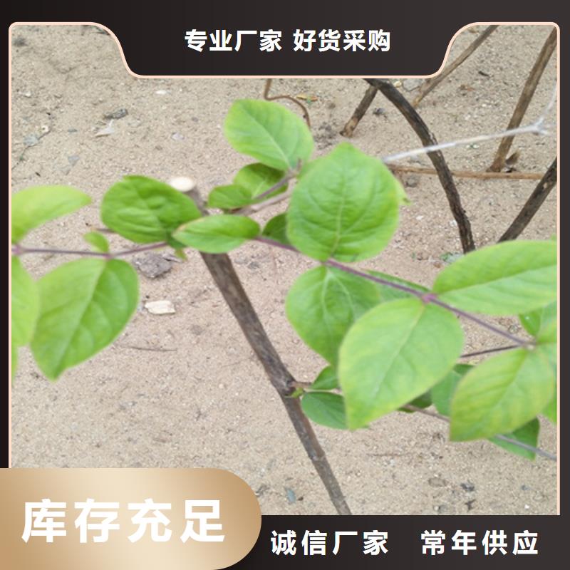 杈杷果树苗量多优惠当地品牌